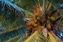 Coconuts growing on a palm tree by Sami Sarkis Photography