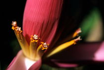 Pink banana flower growing on the island of Tanna by Sami Sarkis Photography