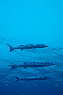 Three Great Barracuda (Sphyraena barracuda) swimming in blue waters by Sami Sarkis Photography