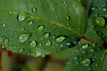 Drops on a rose leaf after a rain shower. von Sami Sarkis Photography