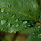 Rf-droplets-leaves-rain-water-var976