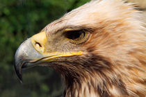 Portrait of a golden eagle. von Sami Sarkis Photography