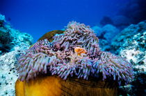 Clownfish peeking out of a magnificent sea anemone by Sami Sarkis Photography