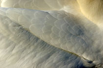 Plumage on a Northern Gannet (Morus bassanus) wing von Sami Sarkis Photography