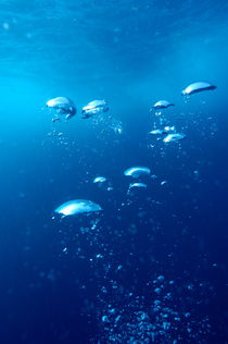 Bubbles underwater von Sami Sarkis Photography