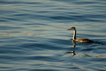 Great Crested Grebe (Podiceps cristatus) swims on the surface of a rippled lake von Sami Sarkis Photography
