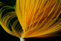 Bright yellow Feather Duster Worm (Sabella spallanzanii) by Sami Sarkis Photography