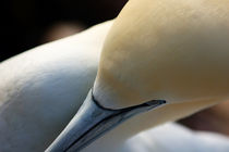 Portrait of a Northern Gannet (Morus bassanus) at sunrise von Sami Sarkis Photography