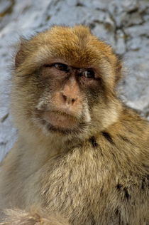 Barbary macaque looking away in annoyance von Sami Sarkis Photography