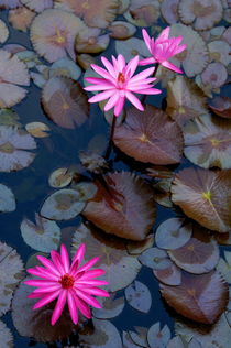 Water Lillies (Nymphaeaceae) in a pond by Sami Sarkis Photography