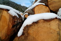 Pile of chopped logs covered in snow by Sami Sarkis Photography