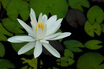 White Lotus flower (Nymphaeaceae) and leaves by Sami Sarkis Photography