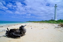 Bird sitting on the white sand beach looking toward the lighthouse von Sami Sarkis Photography