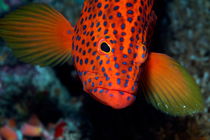 Brightly colored and spotted Vermillon Rock Cod (Cephalopholis miniata) by Sami Sarkis Photography