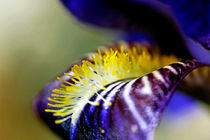 Petal of an iris in springtime. by Sami Sarkis Photography