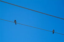 Couple of birds perching on electric power lines von Sami Sarkis Photography