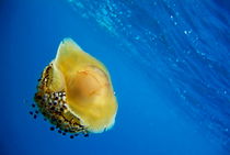 Fried Egg Jellyfish (Cotylorhiza tuberculata) swimming in blue waters by Sami Sarkis Photography