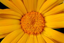 Close up of a yellow daisy von Sami Sarkis Photography