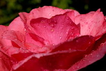 Drops on a rose after a rain shower. by Sami Sarkis Photography