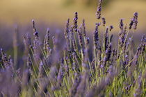 Purple flowers in a lavender field during summer by Sami Sarkis Photography