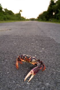 A red land crab (Gecarcinus lateralis) on the road to Maria la Gorda von Sami Sarkis Photography
