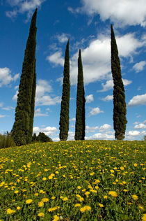 Cypress trees in a meadow in springtime von Sami Sarkis Photography