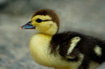 One cute duckling in Yangshuo County von Sami Sarkis Photography