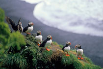Six puffins perched on a rock by Sami Sarkis Photography