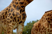 Natural pattern of the skin of two giraffes (Giraffa camelopardalis). by Sami Sarkis Photography