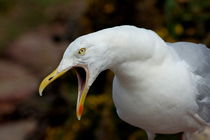 Portrait of a seagull calling with his mouth open. by Sami Sarkis Photography