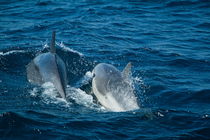 Two bottlenose dolphins (tursiops truncatus) swimming von Sami Sarkis Photography