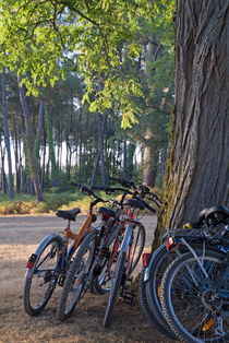 Parked mountain bikes leaning against a tree trunk. von Sami Sarkis Photography