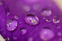 Drops on a purple petal of a viola pansy flower after rain shower. von Sami Sarkis Photography