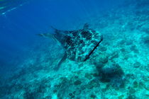 View of whale shark (rhincodon typus) swimming in Ari Atoll von Sami Sarkis Photography