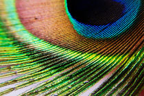 Vibrant colours of a peacock feather. by Sami Sarkis Photography