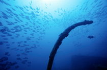 Part of a shipwrecked boat surrounded by a large school of fish. by Sami Sarkis Photography