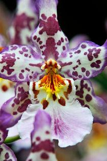 Purple and White Orchids by Sami Sarkis Photography