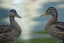 Portrait of two ducks on a riverbank. by Sami Sarkis Photography