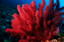 Red Gorgonian sea fan with abundance of tentacles von Sami Sarkis Photography