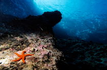 Red starfish on a rock underwater von Sami Sarkis Photography