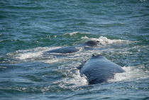 Two Southern right whale breaching (Eubalaena australis) von Sami Sarkis Photography