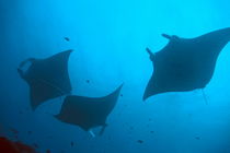 Three Giant Manta Rays (Manta birostris) silhouetted by light penetrating the water's surface von Sami Sarkis Photography