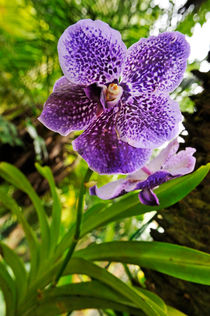 Purple and White Orchids in garden by Sami Sarkis Photography