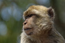 Barbary macaque looking away in annoyance von Sami Sarkis Photography