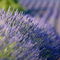 Rf-field-flowers-france-lavender-rural-valensole-lds336