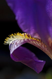 Petal of an iris in springtime. von Sami Sarkis Photography