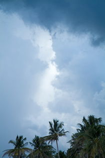 Coconut trees against the backdrop of a stormy sky by Sami Sarkis Photography