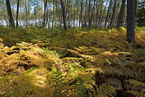 Ferns and tree trunks covering the ground of Landes Forest von Sami Sarkis Photography