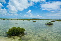 Mangroves growing in the waters near Cayo Santa-Maria by Sami Sarkis Photography