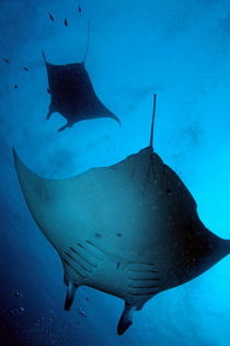 Two giant manta ray (manta birostris) von Sami Sarkis Photography